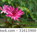 closeup pink lotus flowers in pond selective focus 31613900