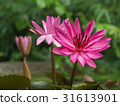 closeup pink lotus flowers in pond selective focus 31613901