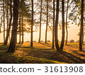 silhouette forest in mist and sunrise 31613908