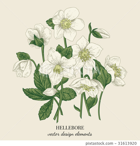 Bouquet of hellebore flowers. 31613920