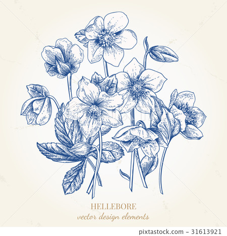 Bouquet of hellebore flowers. Bouquet of hellebore flowers. 31613921