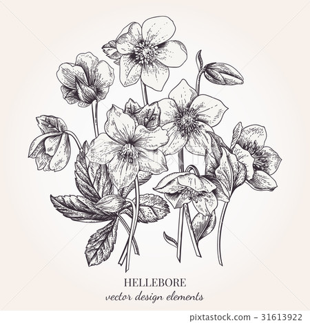 Bouquet of hellebore flowers. 31613922
