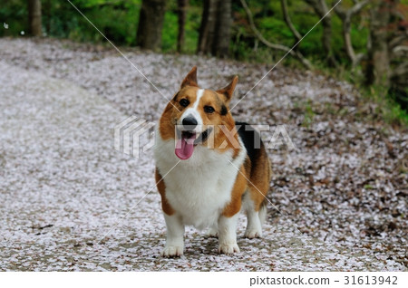 Laugh at cherry blossoms 31613942