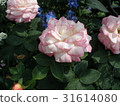 Rose (Marc Chagall) 31614080
