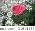 Rose (Genelasion Jardin) 31614184