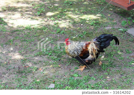 Chicken Chicken 31614202