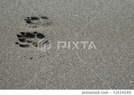 肉球 沙灘 海灘 海邊 腳印 狗 狗的腳 散步 回憶 記憶 線索 方向 印記 走路 到達 終點 抵達 31614289