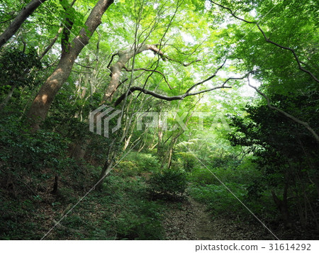 福岡蘆屋山 福岡蘆屋山 31614292