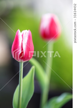 Tulip flower Tulip flower 31614432