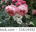Rose (Boscobel) 31614492