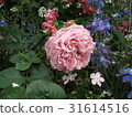 Roses (Agnes Sirigel) 31614516