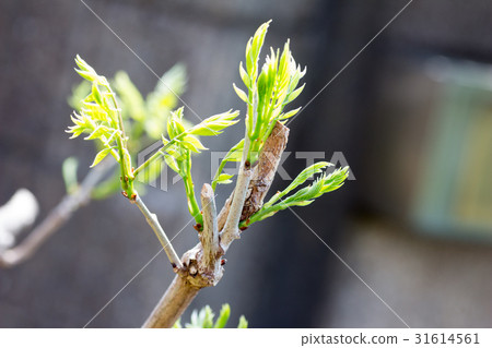 Budding sprout 31614561