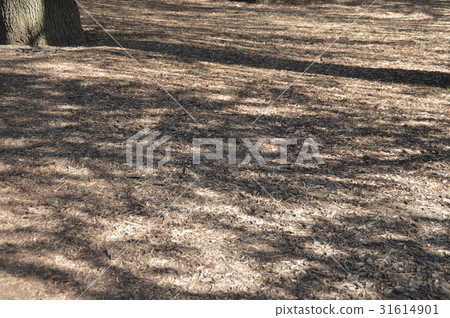 地面/ Saki洩漏日（小金井公園/東京都小平市） 31614901