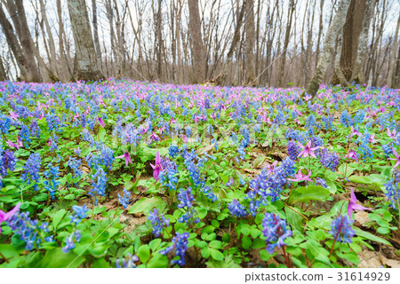 Katakuri and Ezoengosaku "Forest of early spring in Hokkaido" Asahikawa-shi male nature park Katakuri and Ezoengosaku "Forest of early spring in Hokkaido" Asahikawa-shi male nature park 31614929