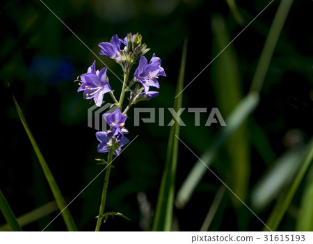 Hanashinobu 31615193