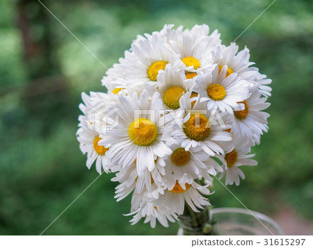 A bouquet of white field daisies on a green 31615297