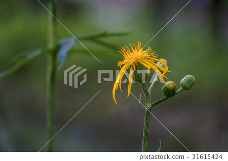 Handkerchief Handkerchief 31615424