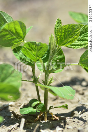 Edamame seedlings Edamame seedlings 31615574