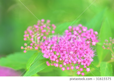 Shimotsuke的花 31615575