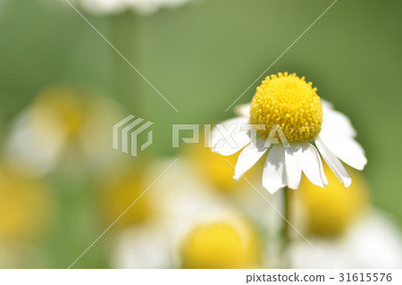 黃春菊 黃春菊 31615576