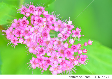 Shimotsuke的花 31615577