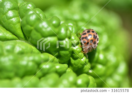 And I caught a vegetable 31615578