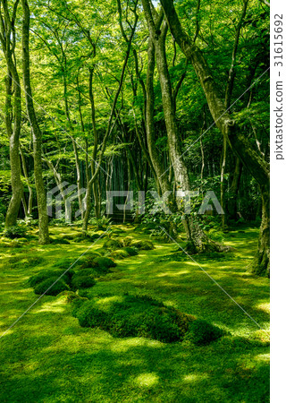 Garden of moss growing in Gioji Garden of moss growing in Gioji 31615692