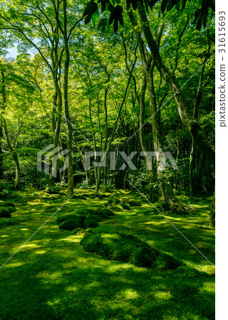 Garden of moss growing in Gioji Garden of moss growing in Gioji 31615693