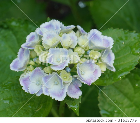 Hydrangea blue purple 31615779