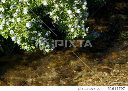 Neubara clear stream 31615797