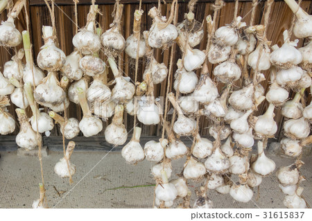 Garlic dried under the eaves 31615837