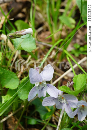 開花在自然森林裡的俏麗的tap 31615892