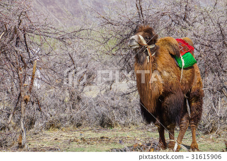 Camels safari in Nubra Valley, Ladakh, India 31615906