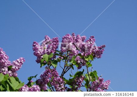 Beautiful lilac shining in blue sky 31616148