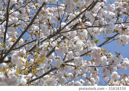 Sakura cherry tree 2017 31616330