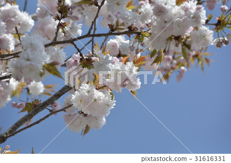 Sakura cherry tree 2017 31616331