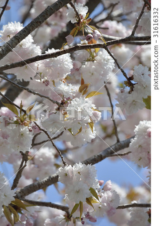 Sakura cherry tree 2017 Sakura cherry tree 2017 31616332