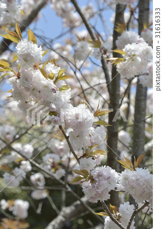 Sakura cherry tree 2017 Sakura cherry tree 2017 31616333