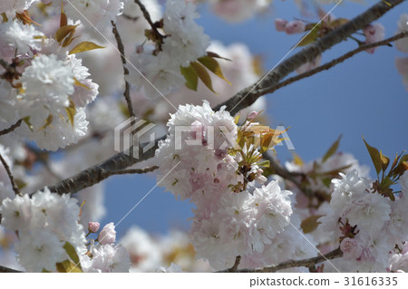 櫻花櫻桃樹2017年 櫻花櫻桃樹2017年 31616335