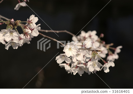 Cherry Blossom Blooming Origami Washimi Image Color a 31616401
