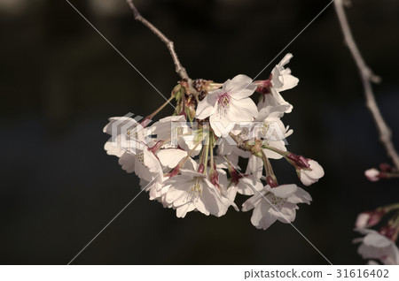 Cherry Blossom Blooming Origami Washabi Image Color b 31616402