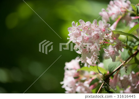 Taniugi's flower Taniugi's flower 31616445