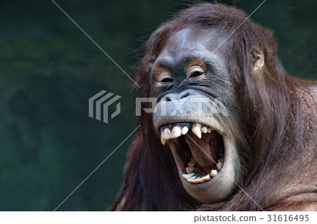 orangutan monkey close up portrait 31616495