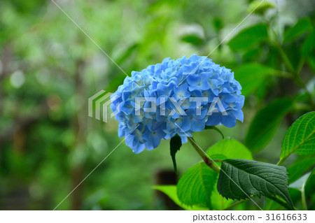 Hydrangea of Kawanishi Shinkoji Temple 31616633
