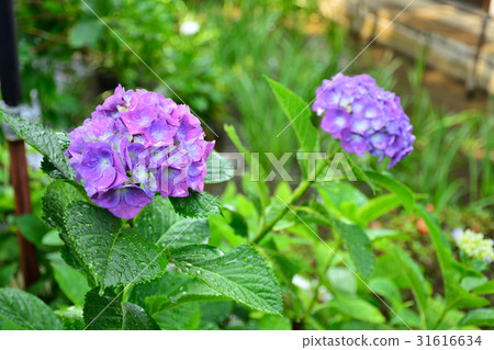 Kawanishi City Ryokoji Hydrangea 31616634