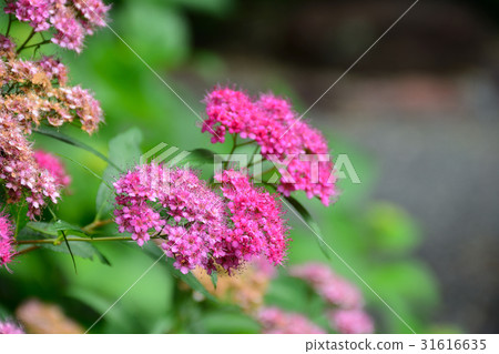 Scenery of Kawanishi Shikibazu hydrangea 31616635