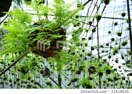 Takarazuka City Tsurugi Shinobu 31616636