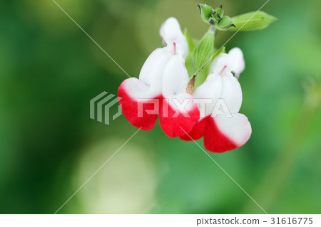 櫻桃鼠尾草熱嘴唇 31616775