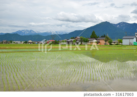 Hakkaisan and paddy fields 31617003