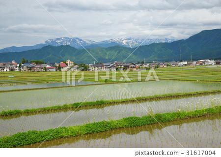 Spring rice field hoping for Hachihama-san 31617004